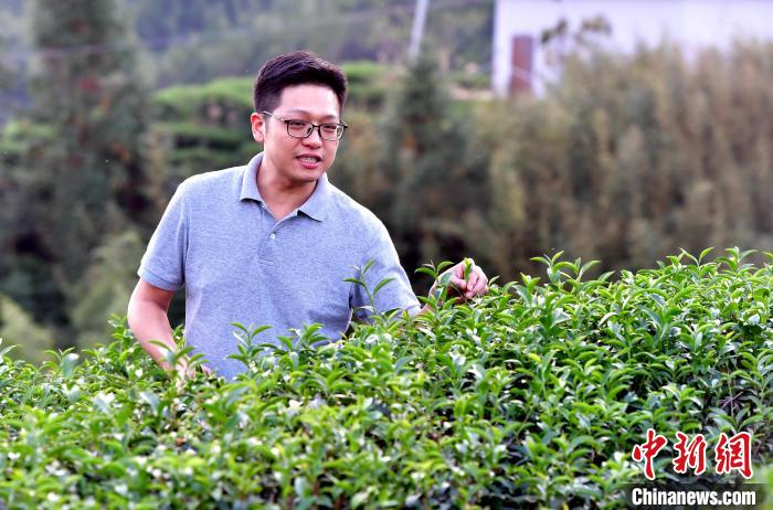 “臺二代”張元豪福建深山種茶十年：“來了，就對了”