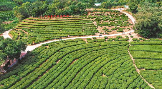 汀洋村茶園
