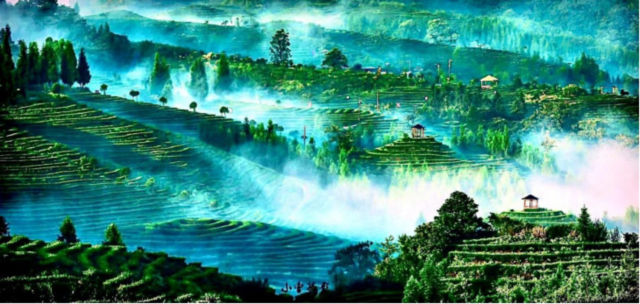 宜賓茶園